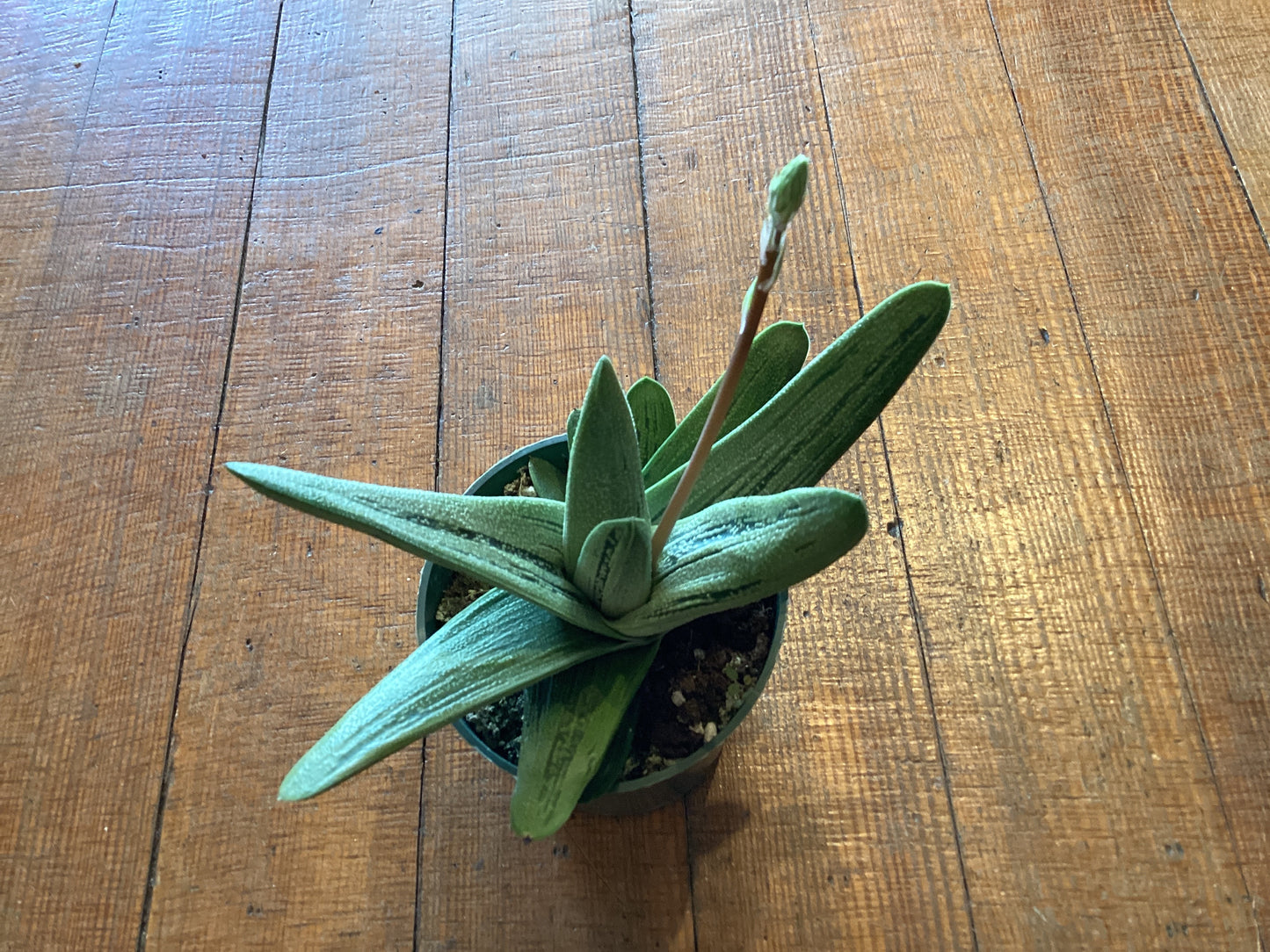 4’ Haworthia Little Worty