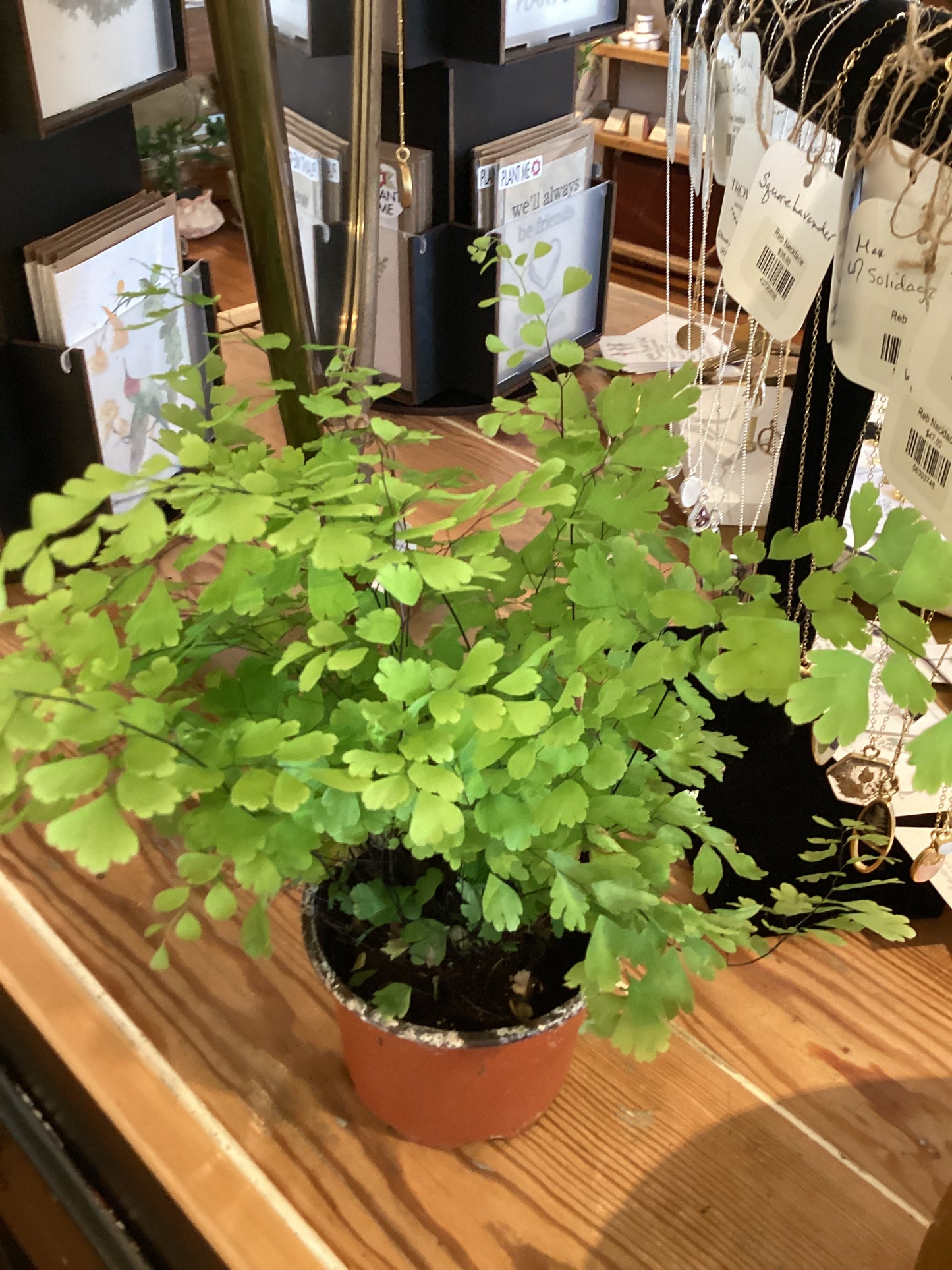 4” Maidenhair