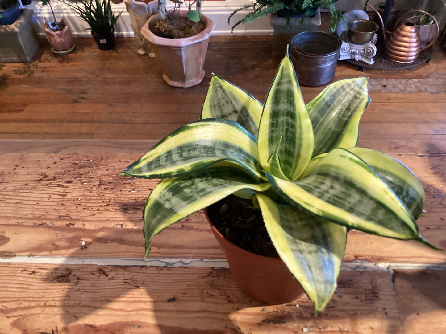 4” Sanseveria - Hahnii