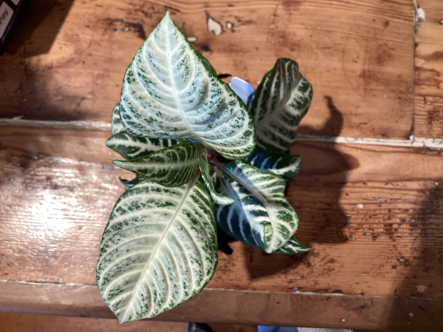 4” Zebra Plant