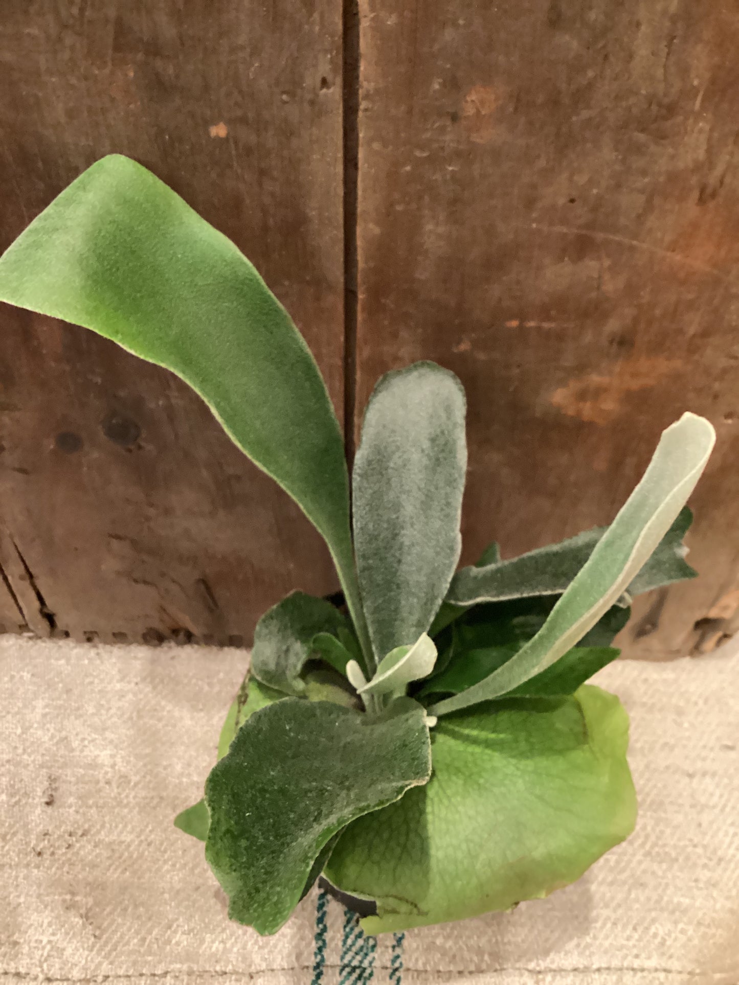 4" Staghorn Fern