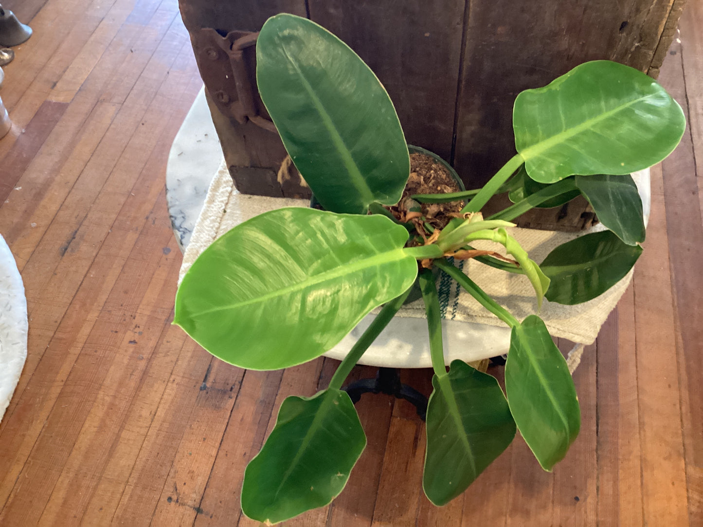 6” Philodendron