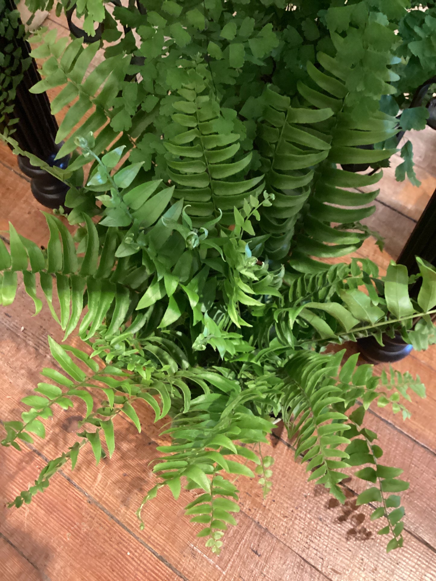 6” Macho Fern