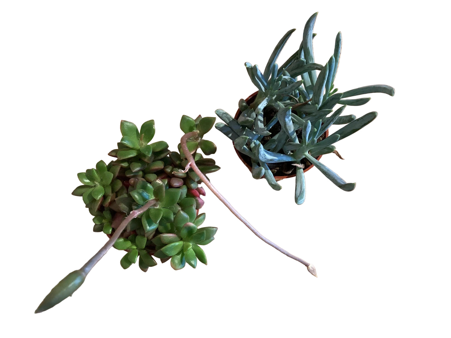 3” Succulent