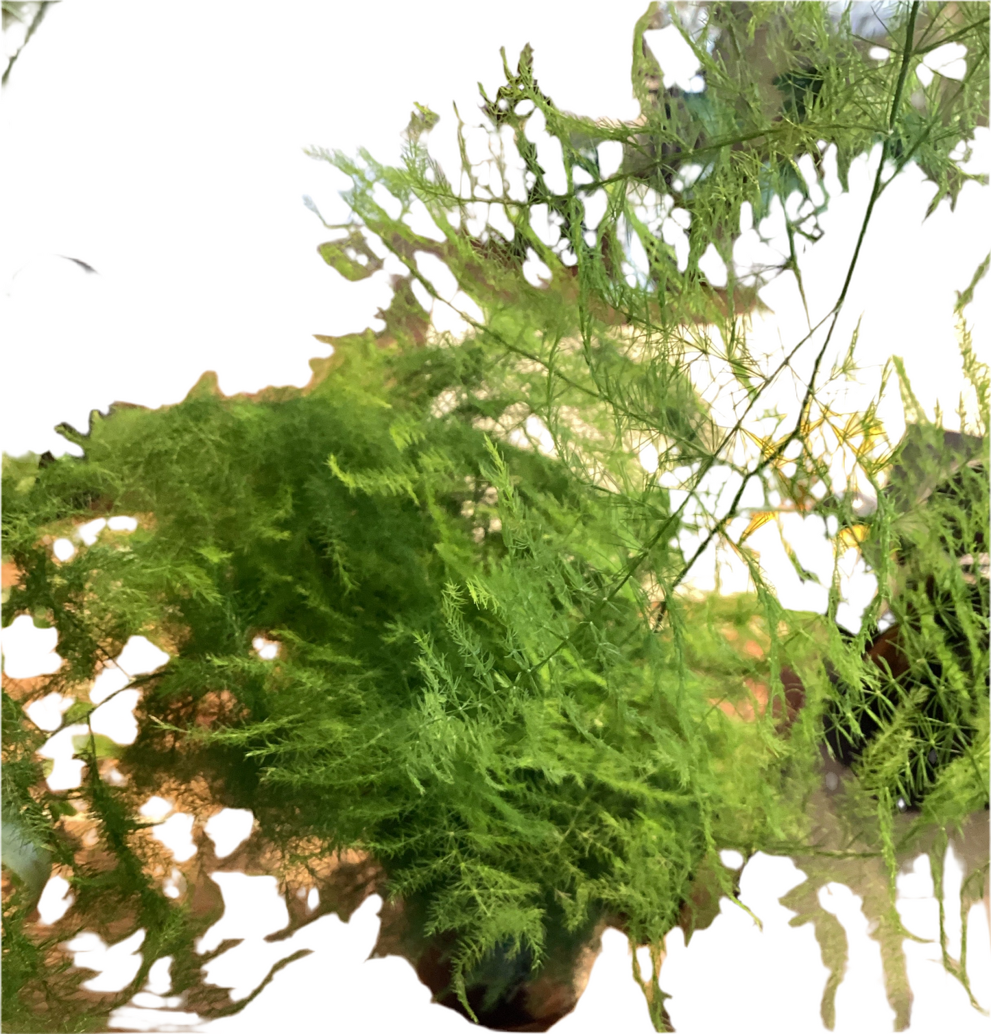 4” Plumosa