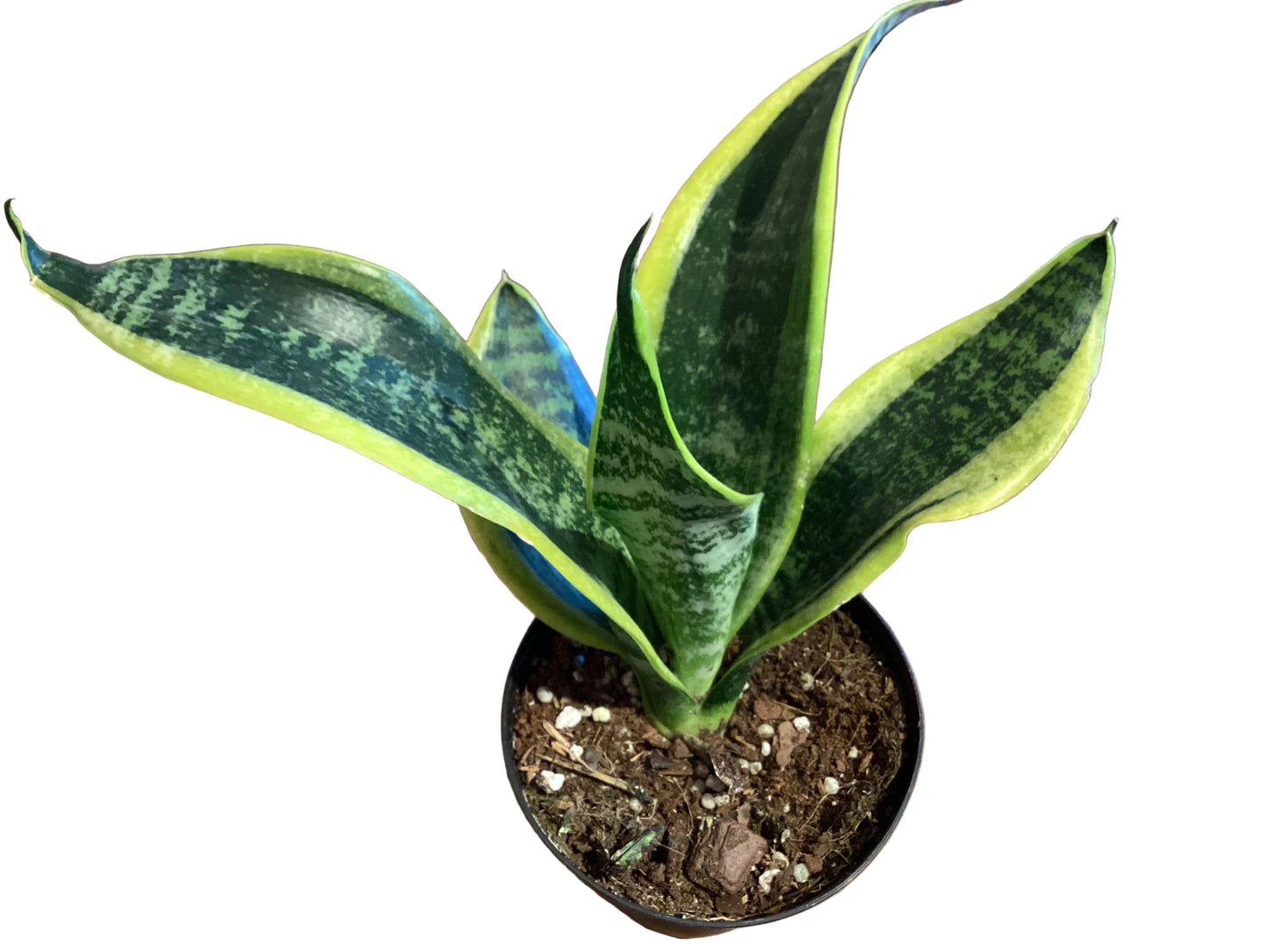 4” Sanseveria - Superba