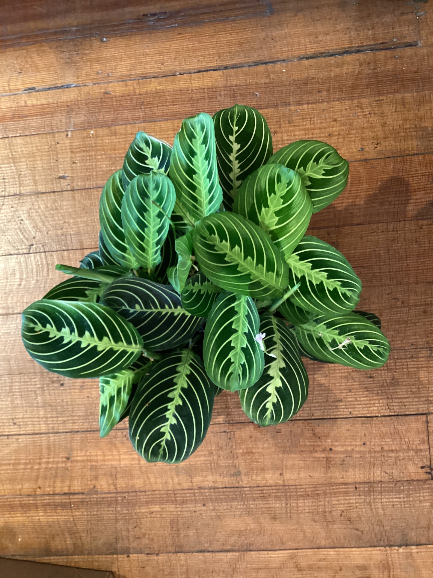 6” Lemon Maranta