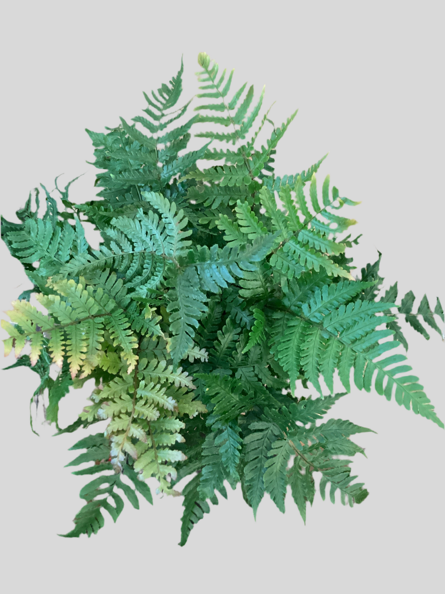 4” Autumn Fern