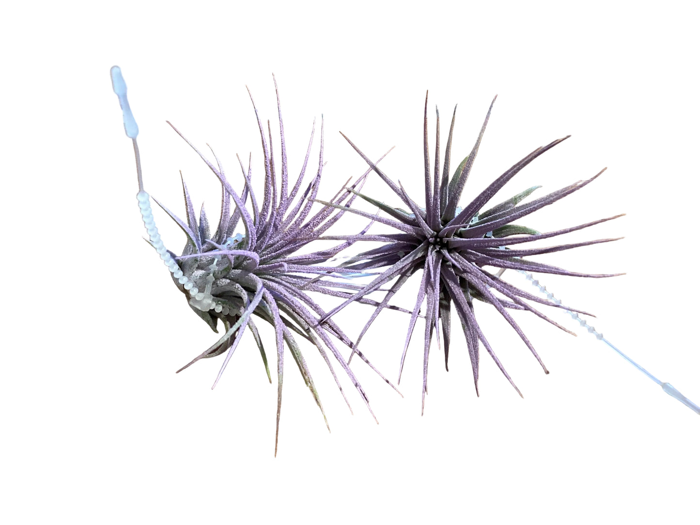 Ionantha - Lilac Enhanced