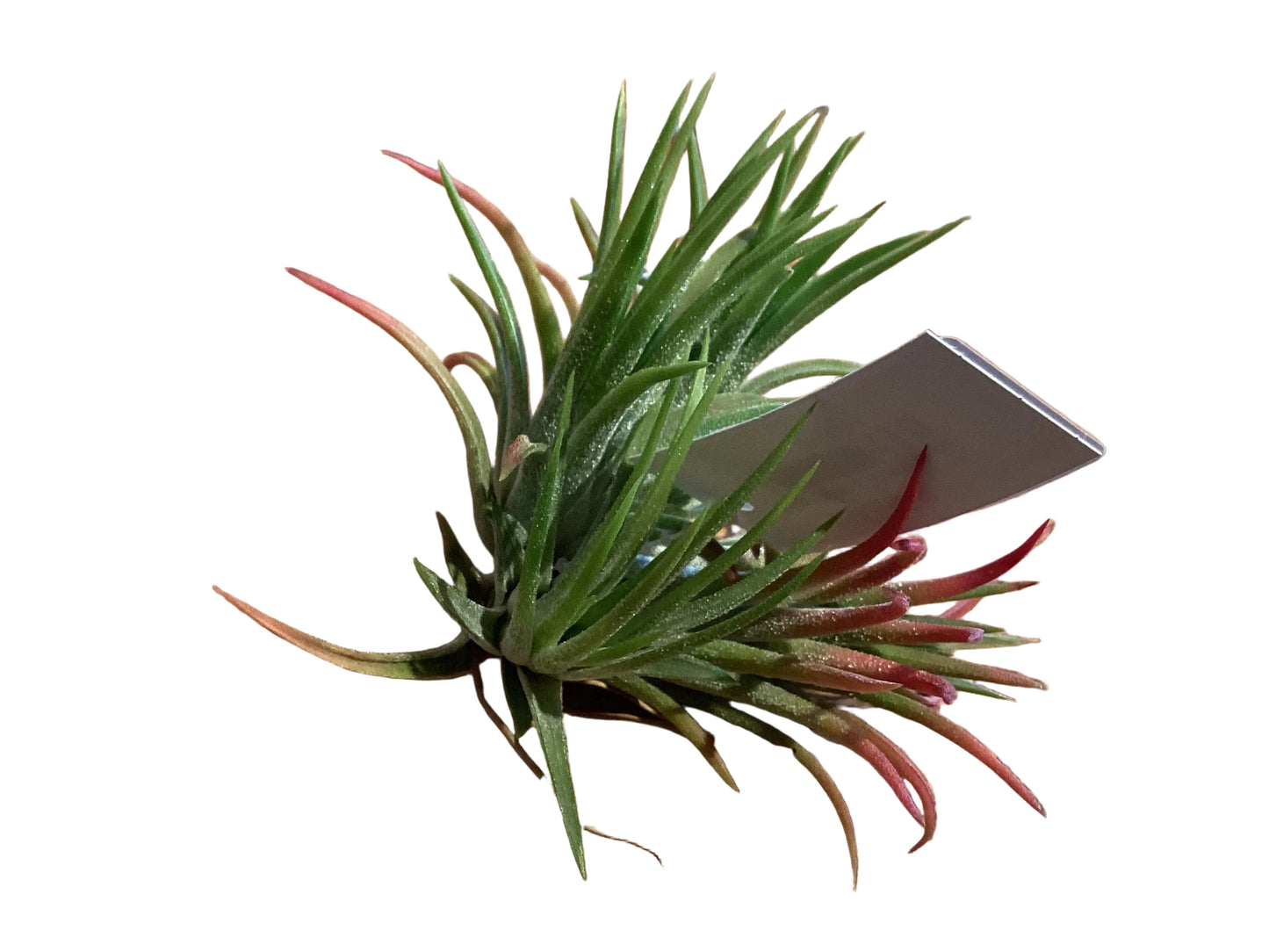 Ionantha - Mexico Clump