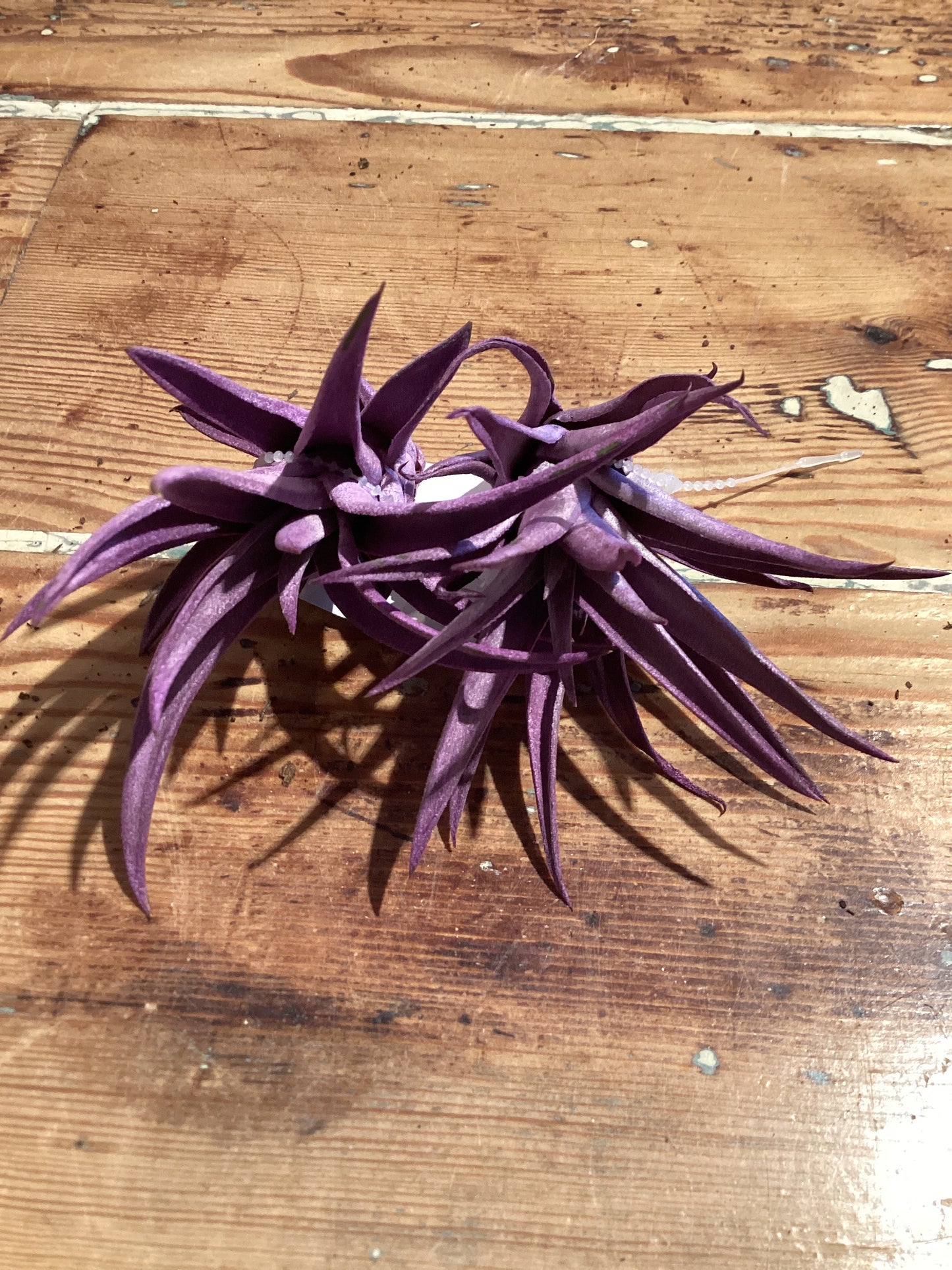 Harrissi 4” Purple