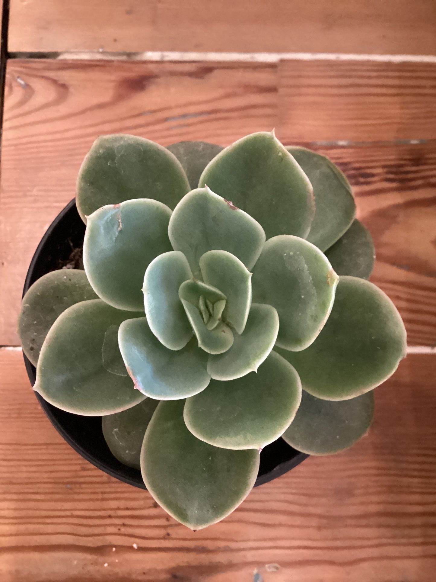 4”Echeveria