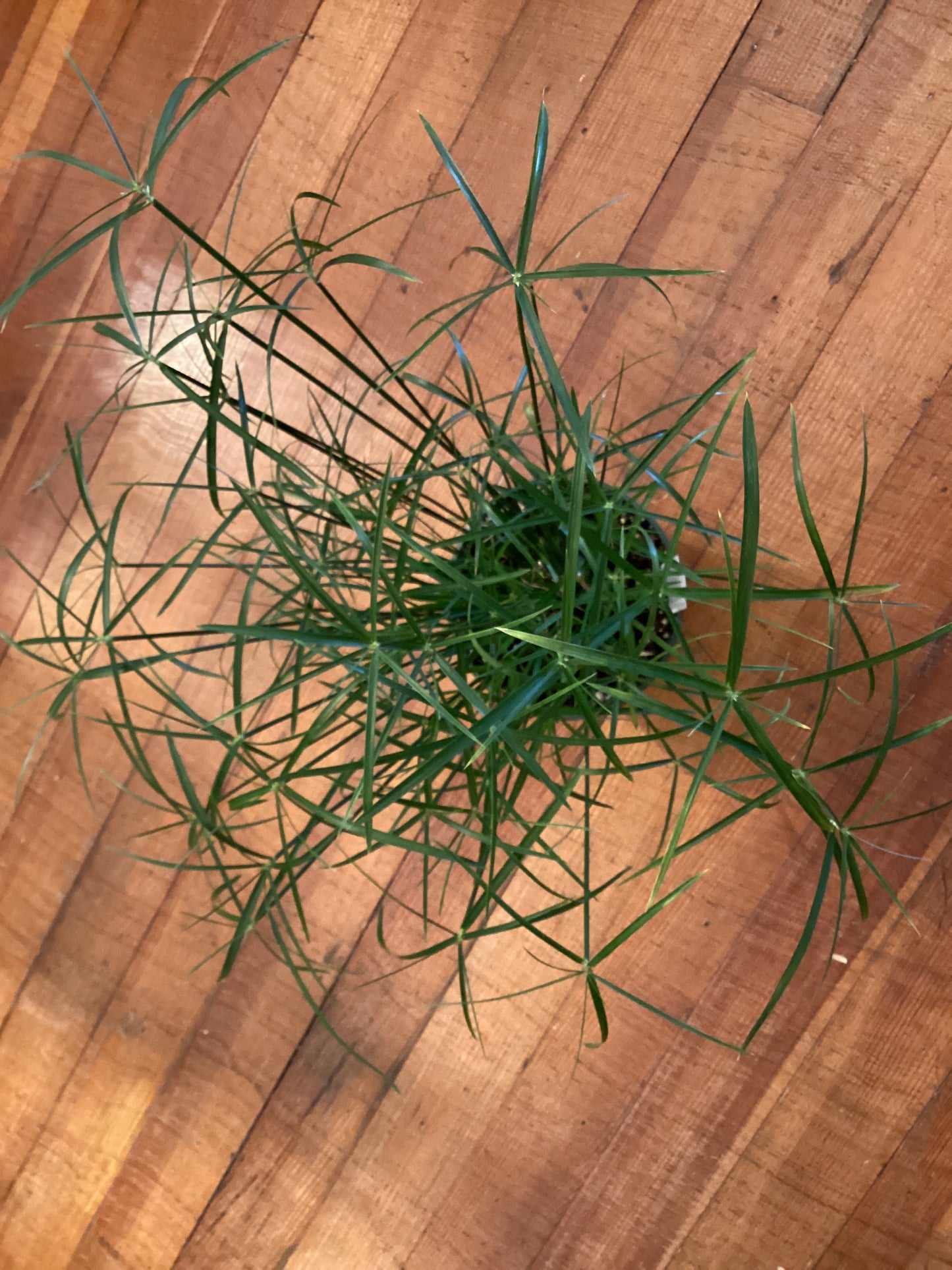 6” Grass - Baby Moses