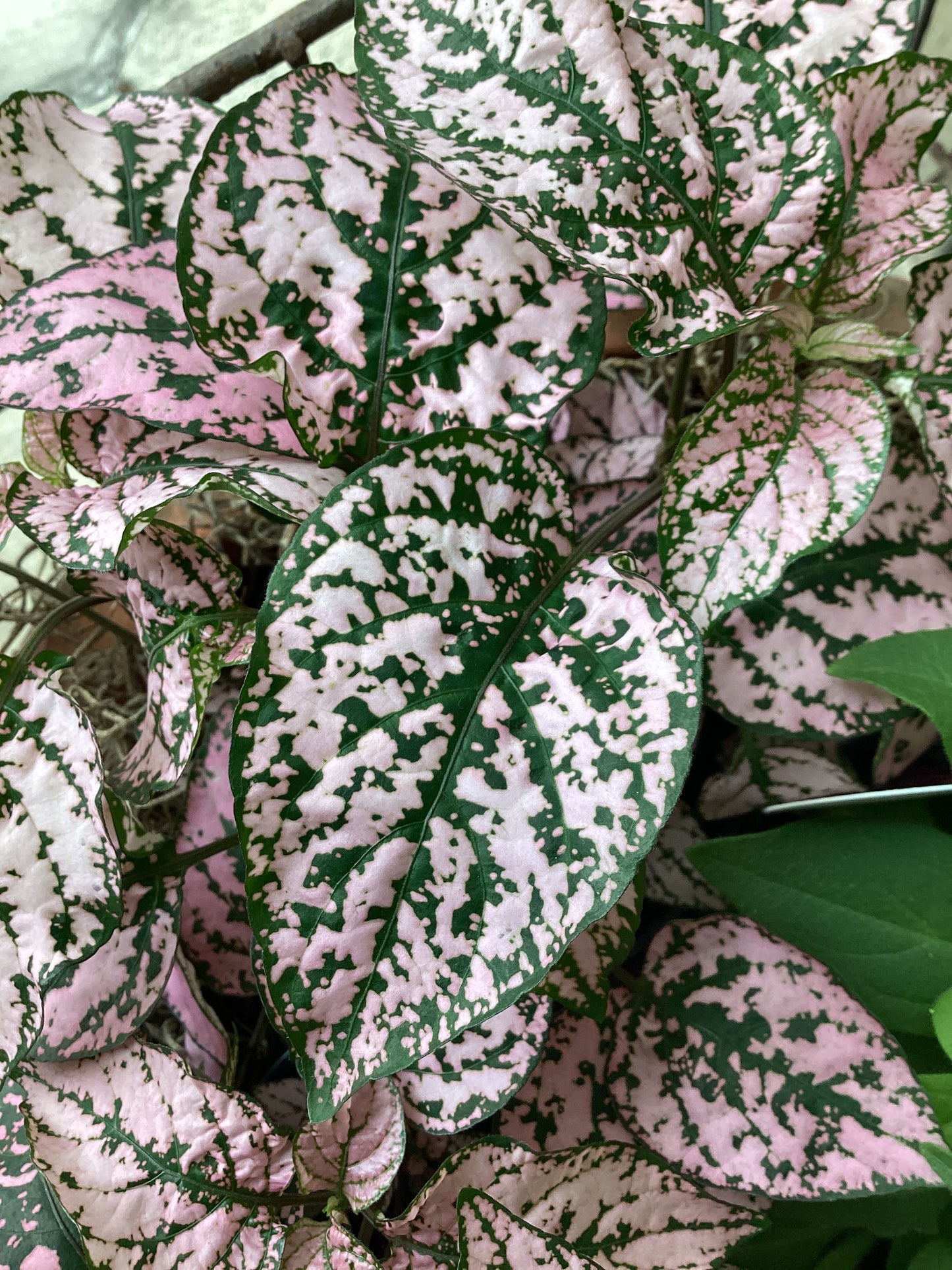 4” Polka Dot - Pink