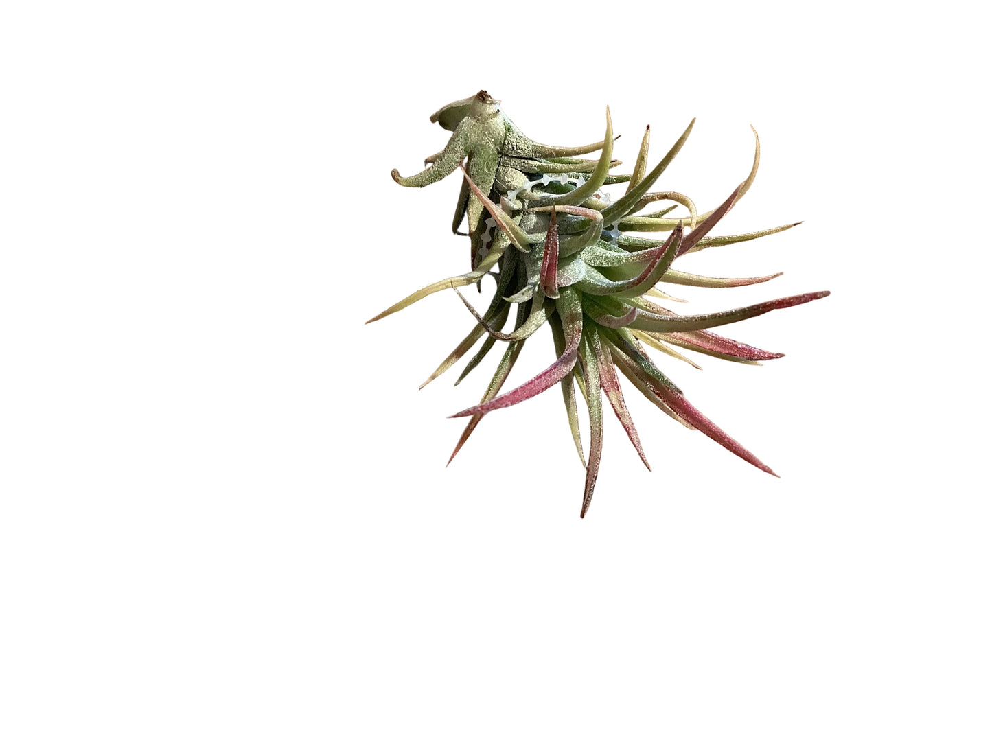 Tillandsia - Vanhyninghii 3”