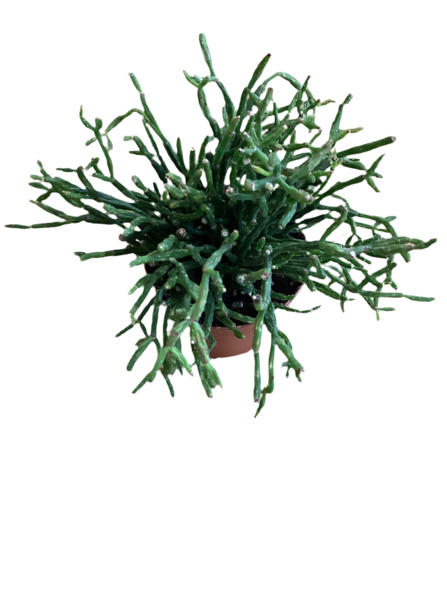 2” Mistletoe Succulent