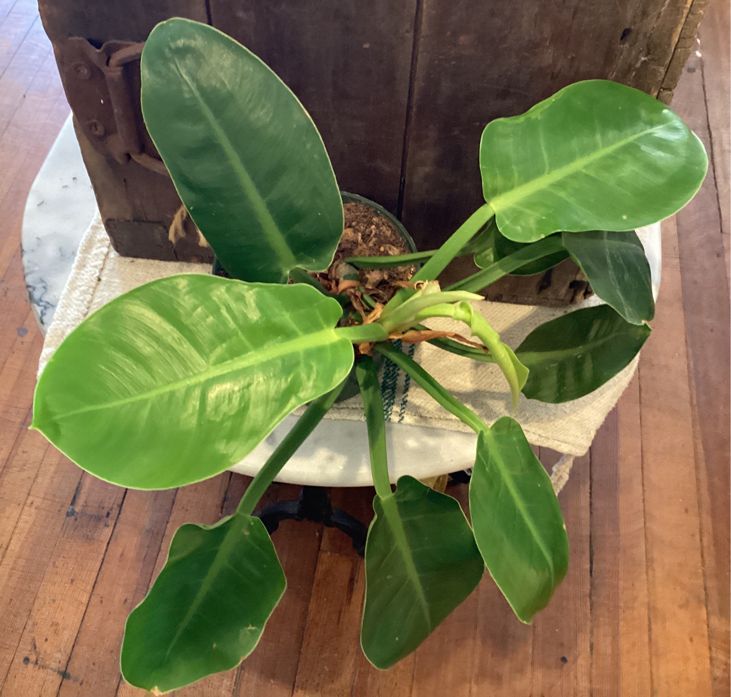 6” Philodendron