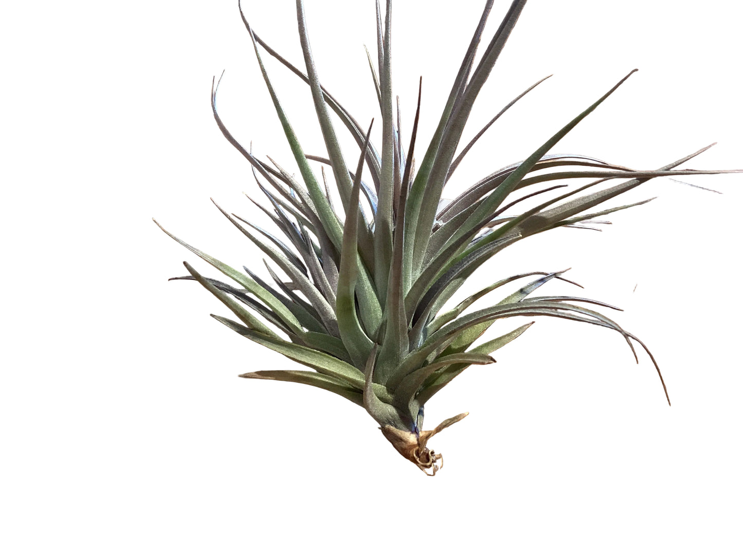 Tillandsia -Aeranthos 8”