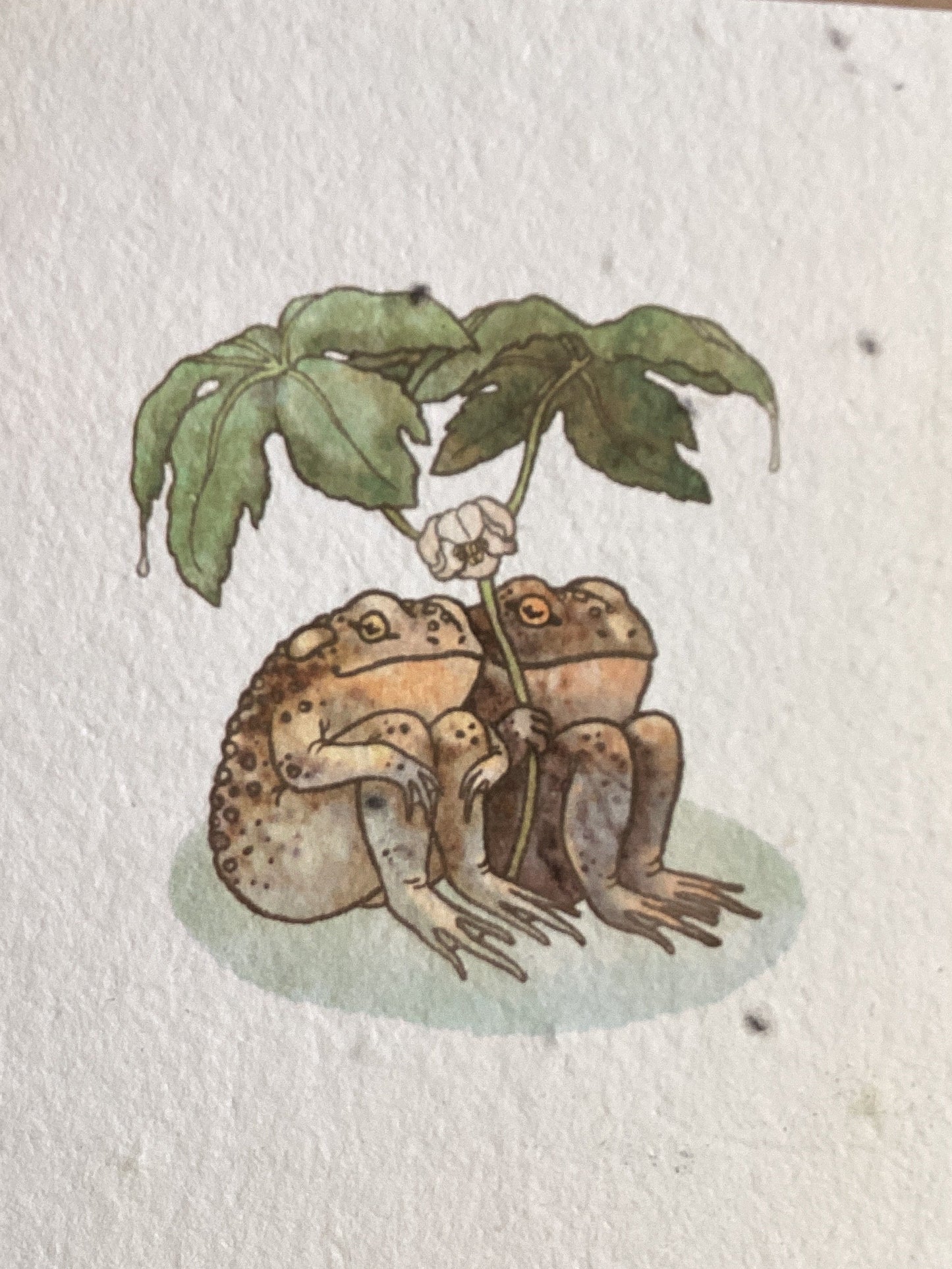 Two Toads Card