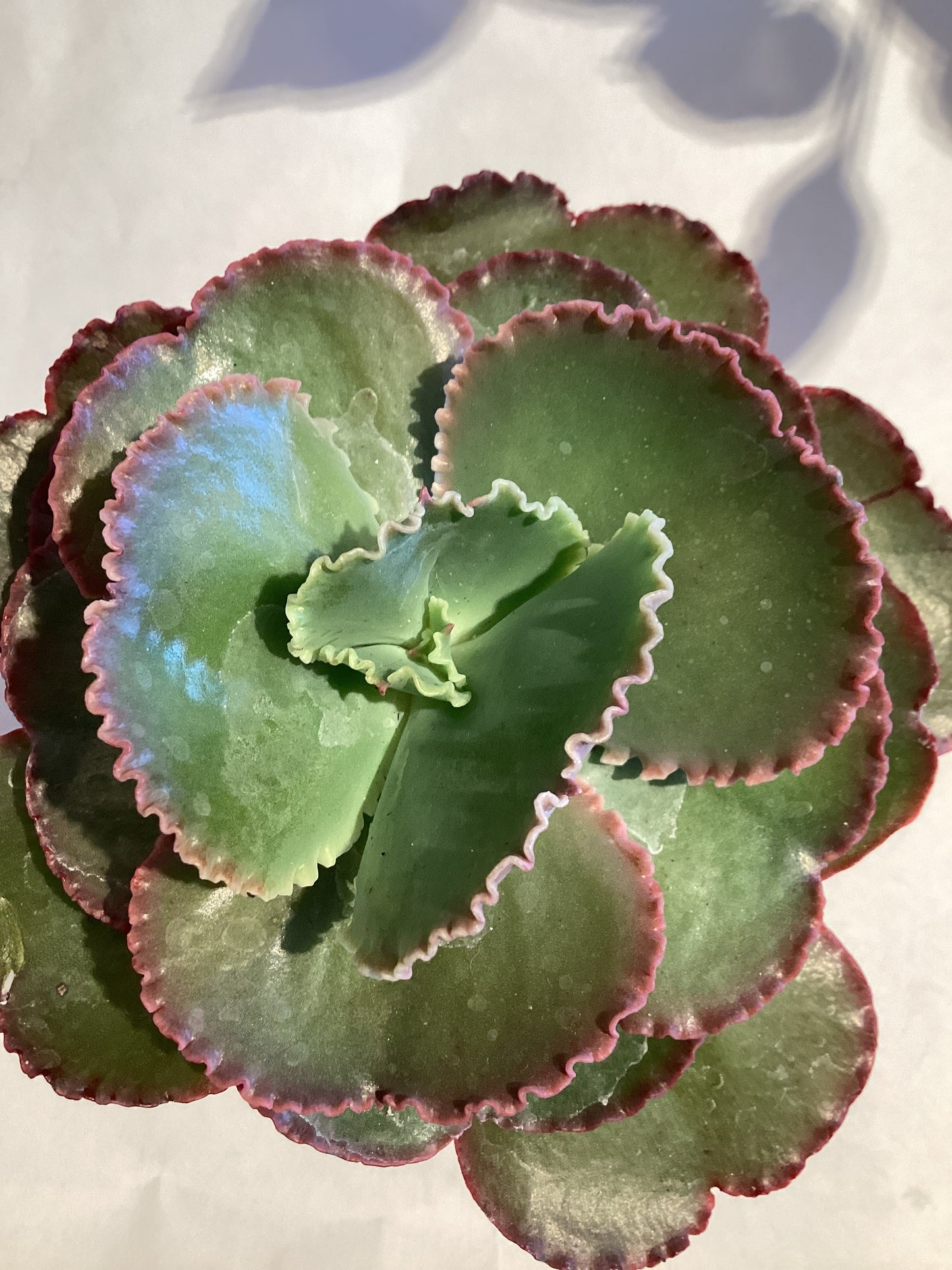 3” Echeveria