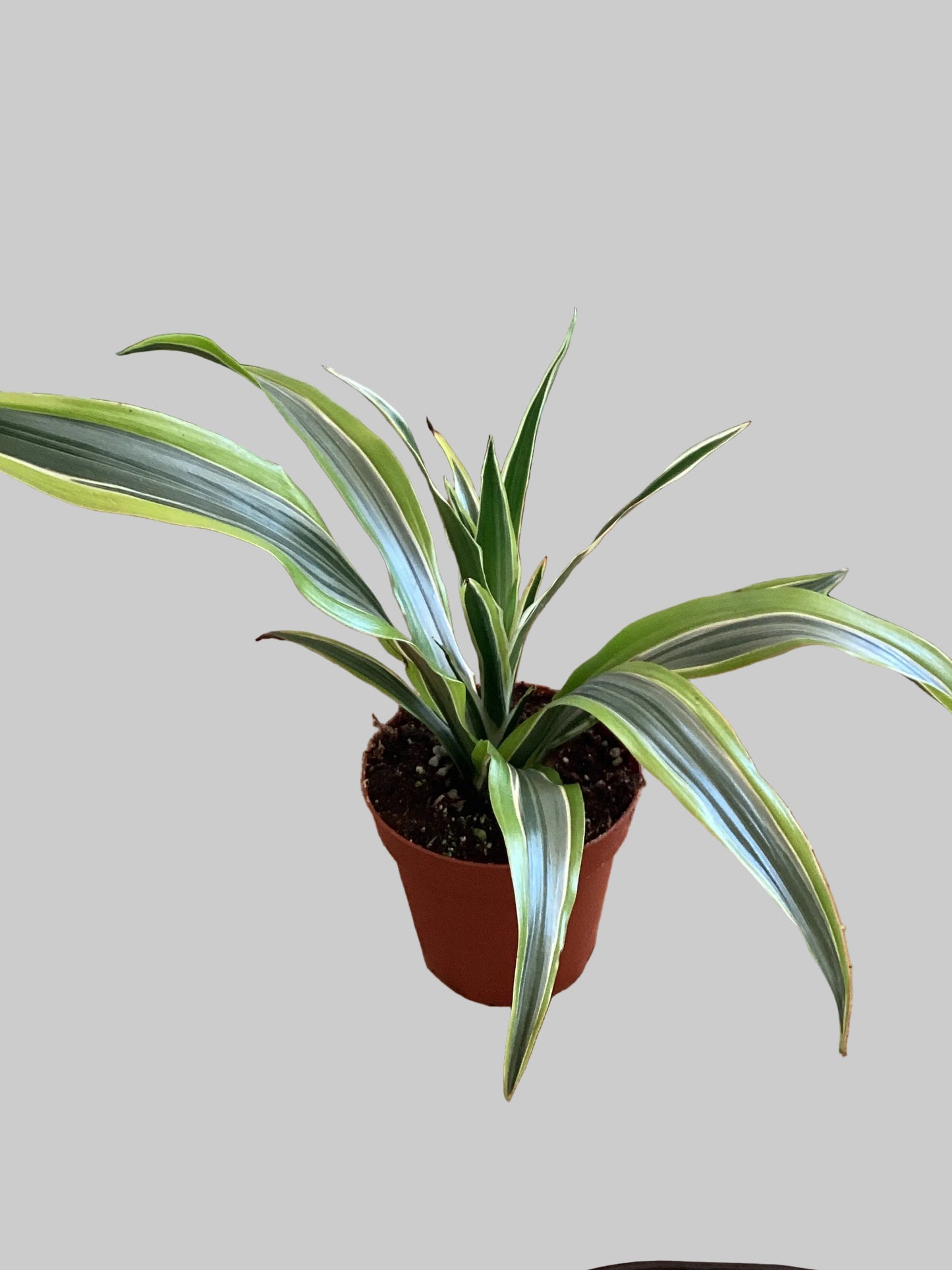 4” Warneckii Dracaena