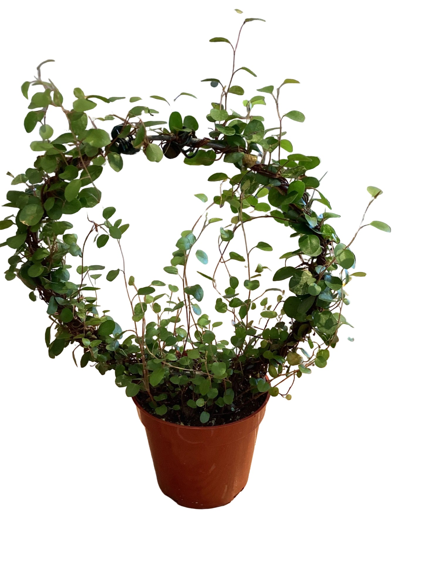 Angel Vine on Ring