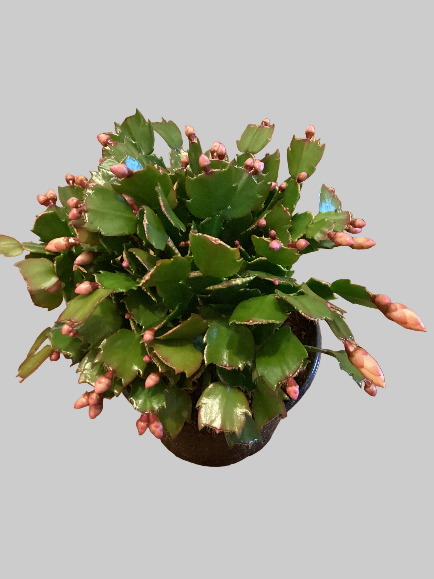 6” Christmas Cactus
