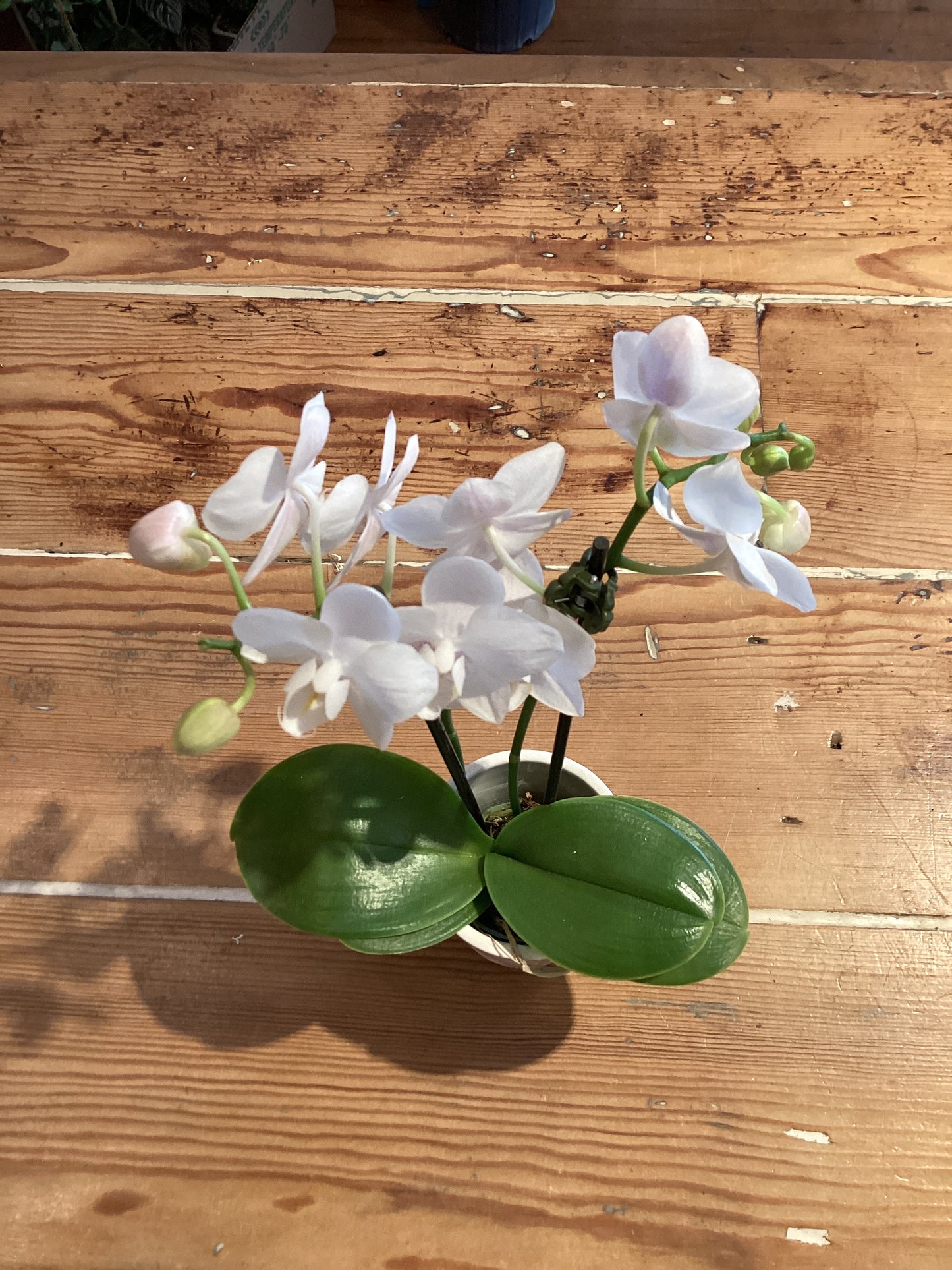2.5” Orchid